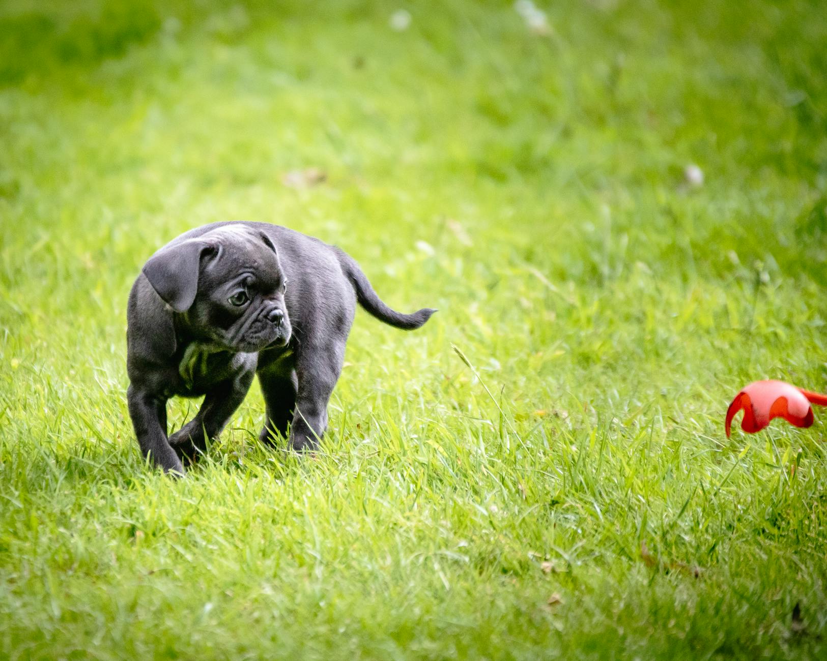 adorable black puppy playing in grass field