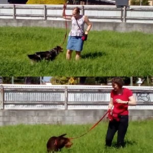 Life Skills Class - Puppy &amp; Dog Training, Ipswich - Doggy ...