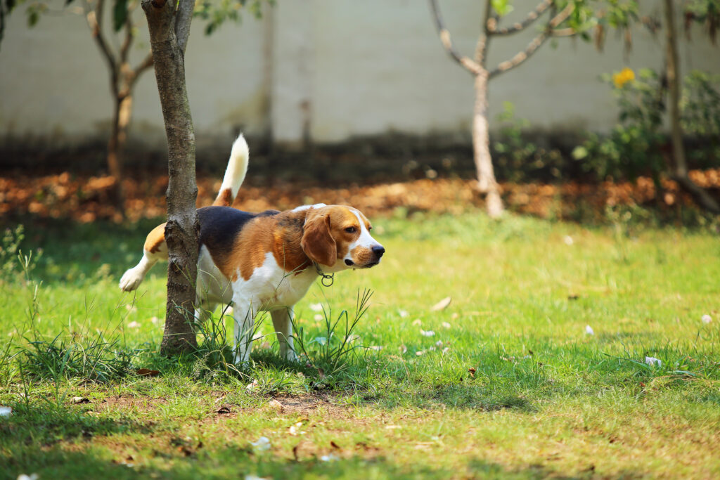 teaching-your-dog-to-toilet-on-cue-tips-and-tricks-for-successful